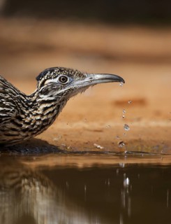 Greater Roadrunner (Geococcyx californianus), Texas, USA