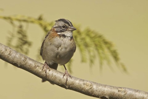 Rufous-collared Sparrow (Zonotrichia capensis), Ecuador
