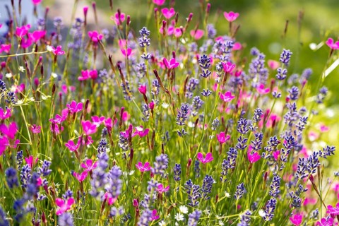 A lively field of purple lavender and vivid pink wildflowers in full bloom, creating a colorful and