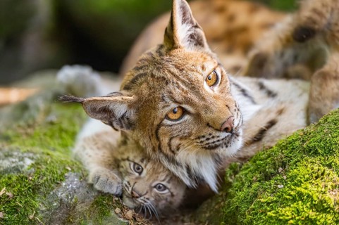 Eurasian lynx (Lynx lynx) mother with her youngsters (cubs) lying on a rock in a forest, Bavaria,