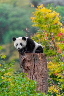 A Giant Panda, cub, ailuropoda melanoleuca, rests on top of a dead tree