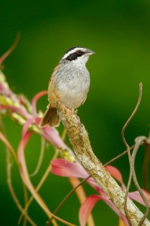 Stripe-headed Sparrow Aimophila ruficauda acuminata El Tuito, Jalisco, Mexico 12 June Adult