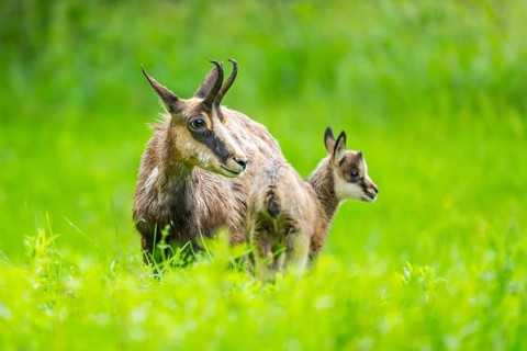 Chamois (Rupicapra rupicapra) Mother (doe) with her youngster (fawn) on a meadow, Austria