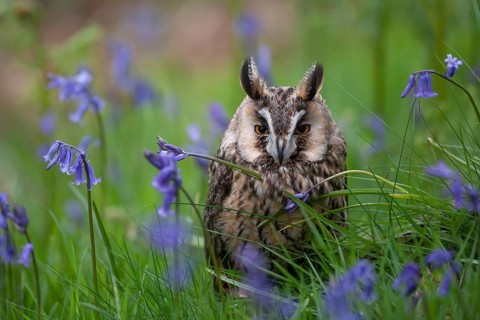Long eared owl (Asio otus) adult bird sat amongst Bluebell flowers in a spring woodland, England,