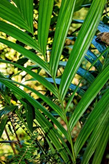 Close-up of lush green leaves in the sunlight with a tropical feel, Kentia palm (Howea forsteriana)