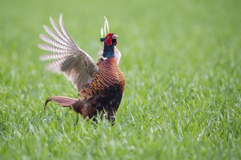 Common Pheasant (Phasianus colchicus) male mating, Lower Saxony, Germany