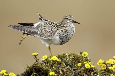 Pectoral Sandpiper (Calidris melanotos), Alaska, USA