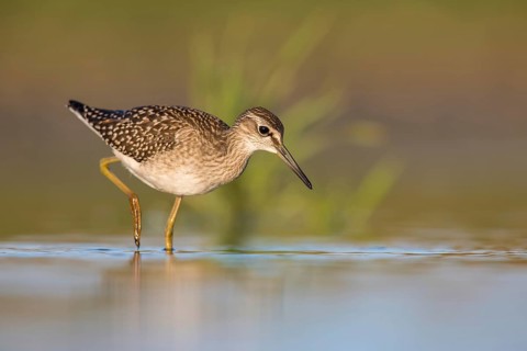 Wood Sandpiper (Tringa glareola) foraging, Poland