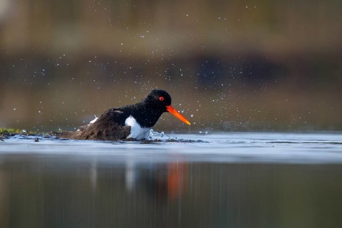 Eurasian Oystercatcher (Haematopus ostralegus) bathing, North Rhine-Westphalia, Germany