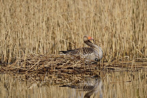 Greylag goose (Anser anser) building a nest in the reeds, North Rhine-Westphalia, Germany