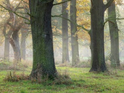 Open oak forest in autumn, sun shining through morning fog, Dessau-Wörlitzer Gartenreich,