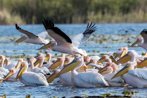 Great White Pelican (Pelecanus onocrotalus) group, Romania
