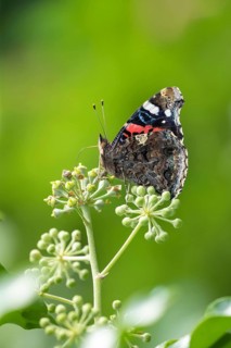 Red admiral butterfly (Vanessa atalanta) adult insect feeding on Ivy (Hedera helix) flowers in a