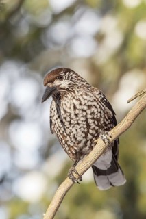 Spotted Nutcracker (Nucifraga caryocatactes), St. Gallen, Switzerland