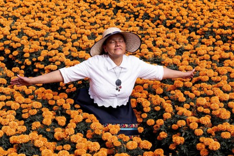 A serene woman enjoys the vibrant display of cempasuchil flowers, traditionally used in Day of the