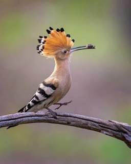 Eurasian Hoopoe (Upupa epops) with food in beak, Saxony-Anhalt, Germany