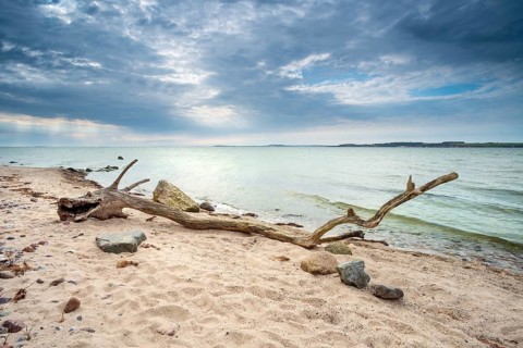 Sea monster, bizarre tree trunk shaped like a stranded dragon, driftwood on the beach of the Baltic