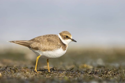 Little Ringed Plover (Charadrius dubius) juvenile, North Rhine-Westphalia, Germany