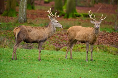 Two deer in the forest standing next to each other on a green area, red deer (Cervus elaphus),