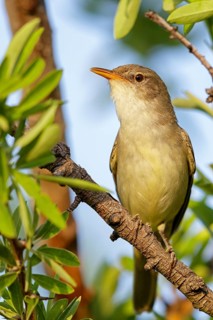 Olive warbler, (Hippolais olivetorum), animal, animals, bird, birds, biotope, habitat, perch,