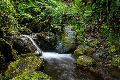 A small stream flows over moss-covered rocks in the middle of a dense forest, Levada da Achada