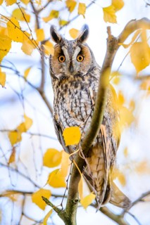 Long-eared Owl (Asio otus) perched in a birch tree, Rhineland-Palatinate, Germany