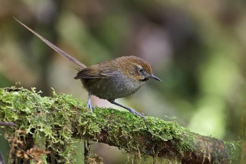 Black-throated Thistletail (Schizoeaca harterti) perched on a branch in Bolivia, South America