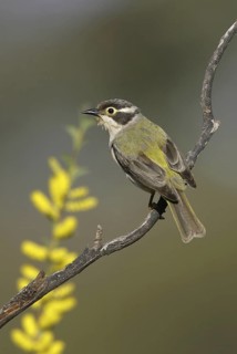 Brown-headed Honeyeater (Melithreptus brevirostris), New South Wales, Australia