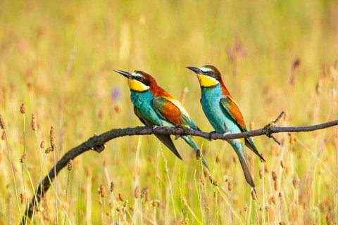 Bee-eaters (Merops apiaster) Hungary, two bee-eaters sitting on the side, pair, Hungary