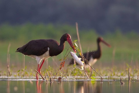 Black Stork (Ciconia nigra) with fish prey in beak, Tiszaalpár, Hungary