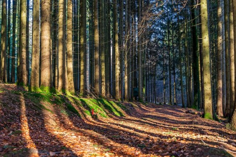 Moss-covered forest in winter mood in the Schurwald, Baden-Württemberg, Germany. Peaceful natural