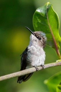 Bee Hummingbird (Mellisuga helenae) perched on a branch in Cuba