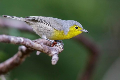 Oriente Warbler (Teretistris fornsi) perched on a branch in Cuba