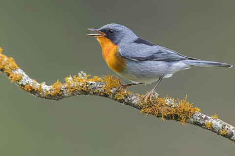 Flame-throated Warbler (Parula gutturalis) perched on a branch in Panama