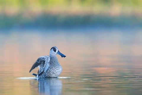 Pink-eared Duck (Malacorhynchus membranaceus) flapping wings, Victoria, Australia