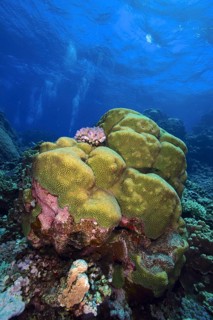 Rough brain coral (Platygyra daedalea), Sataya Reef dive site, Red Sea, Egypt