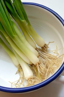 Spring onion with roots in skin, onion