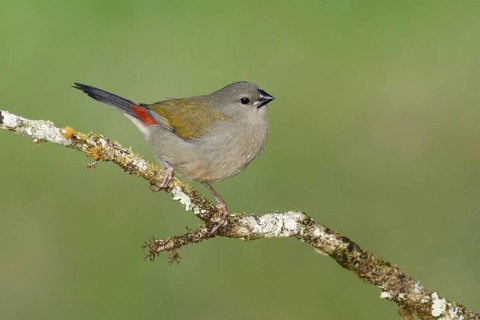Red-browed Finch (Neochmia temporalis) juvenile, Queensland, Australia