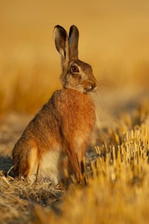 European brown hare (Lepus europaeus) adult animal in a farmland stubble field in summer, England,