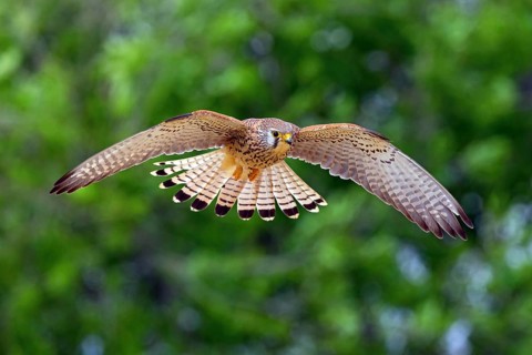 Kestrel, (Falco tinnunculus), falcon family, falcons, flight photo, frontal, Hides de El Taray