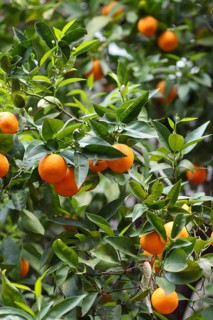 Close-up of an orange tree with ripe fruit, conveys a feeling of freshness and nature