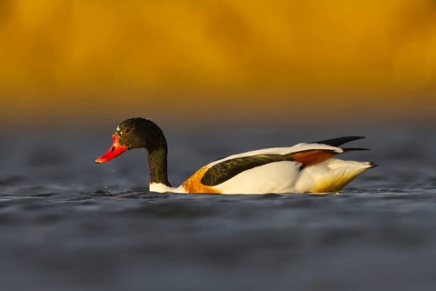 Common Shelduck (Tadorna tadorna) female, North Rhine-Westphalia, Germany