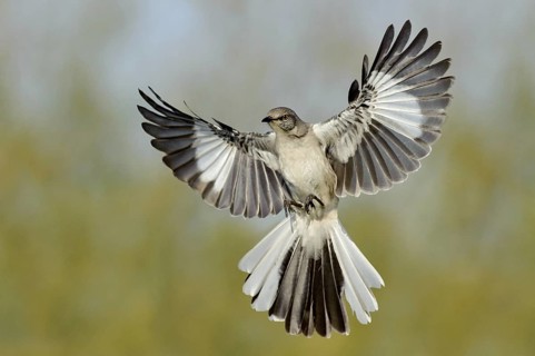 Northern Mockingbird (Mimus polyglottos) flying, Texas, USA