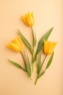 Orange tulip flowers on orange pastel background. top view, flat lay, close up, still life. Beauty,