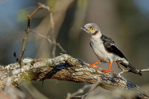 White-fronted shrike, (Prionops plumata), wanga shrike, passerine birds, Africa, Mkuze Game