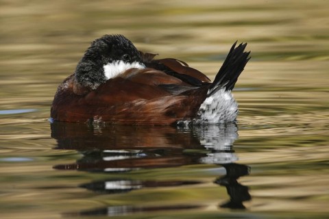 Ruddy Duck (Oxyura jamaicensis), Arizona, USA