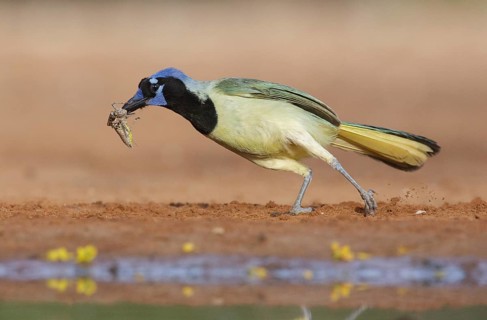 Green Jay (Cyanocorax luxuosus) with insect in its beak, Texas, USA