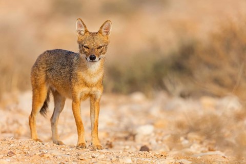 Golden jackal, (Canis aureus), animals, mammals, jackal, related to the wolf, Road to Ezuz, Ezuz,