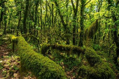 A lush, green forest densely covered with verdant moss, vines, and leafy trees. Sunlight filters