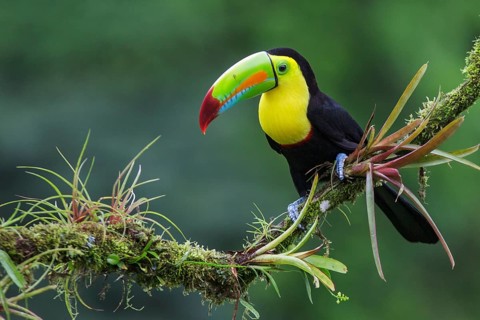 Keel-billed Toucan (Ramphastos sulfuratus) perched on a branch in Costa Rica